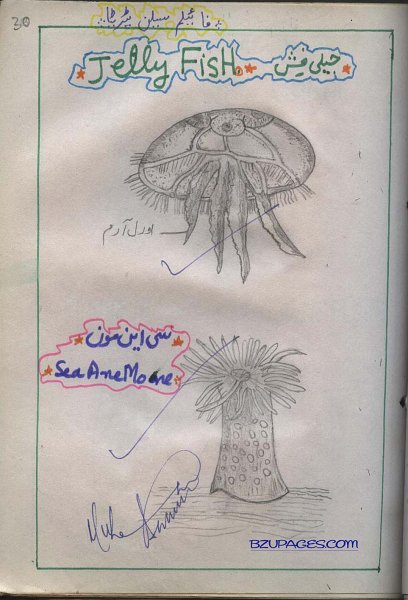 30 Jelly Fish & SeaAneMon.jpg